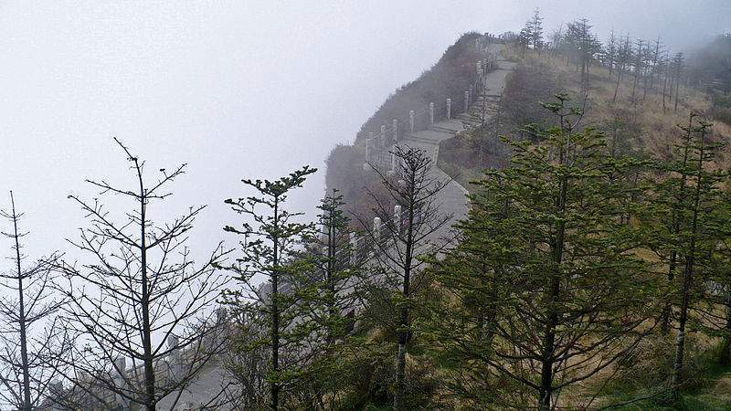 Archivo:Abies fabri 1.jpg