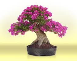 Archivo:Bougainvillea glabra bonsai.jpeg