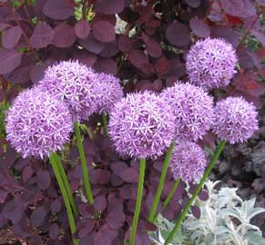 AjoOrnamental1.jpg