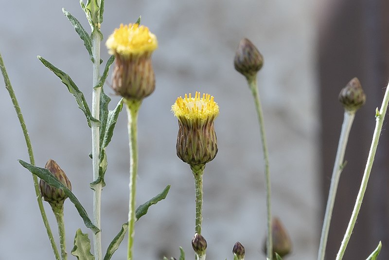 Archivo:Phagnalon graecum 1.jpeg