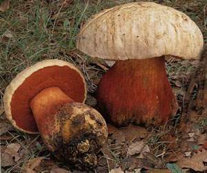 Boletusatan1.jpg