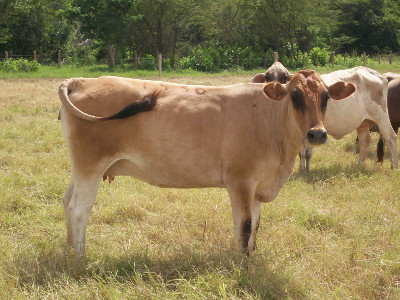 Archivo:Ganado carora.jpg