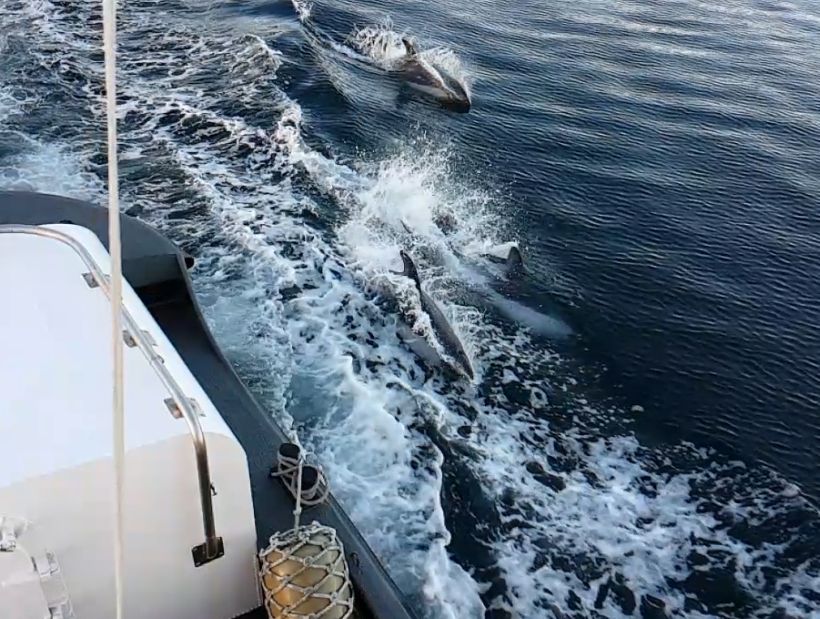 Delfines en el Golfo de Ancud