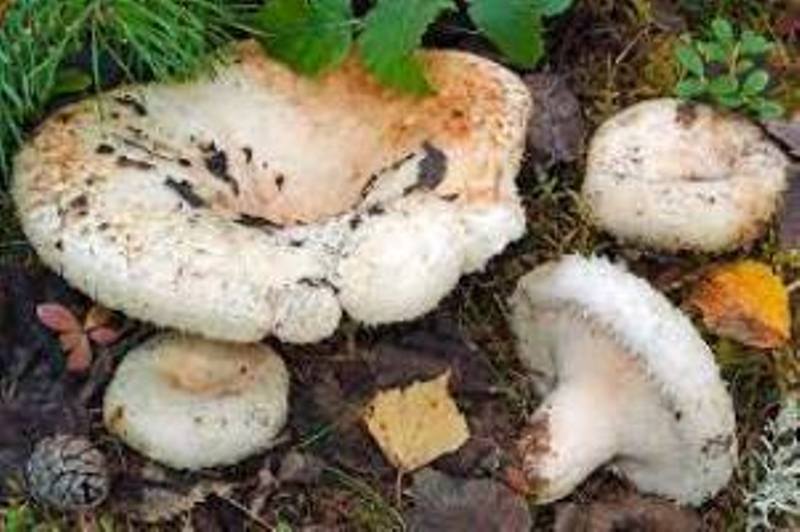 Archivo:Aquizonatus1.jpg