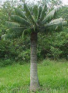 Palma corcho (Microcycas calocoma).jpg