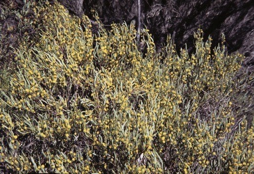 Archivo:Acacia dura.jpg