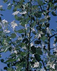 Populus-alba-hojas.jpg