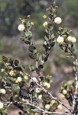 Acacia durabilis.jpg