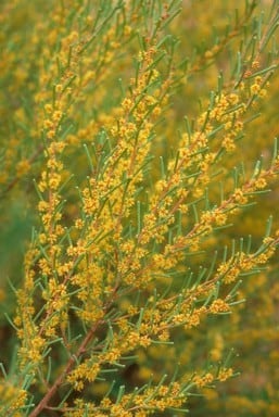 Archivo:Acacia dielsii 1.jpg