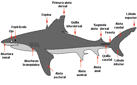 Anatomia-tiburon.png