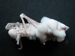 Hongo entomopatogeno.jpeg