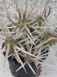 Tephrocactus-articulatus.jpg