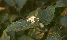 270px-Solanum torvum 2.jpg