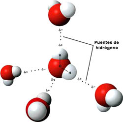 3D model hydrogen bonds in water.jpg