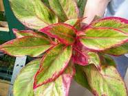 Aglaonema creta.jpeg
