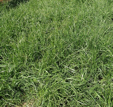 Archivo:Festuca alta.jpeg