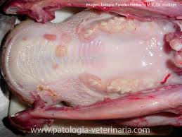 Estomatitis en cerdos.jpg