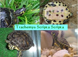 Trachemys Scripta Scripta.JPG