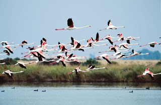 Archivo:Flamencos 6.jpg