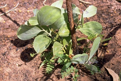 Archivo:Acacia dimidiata 3.jpg