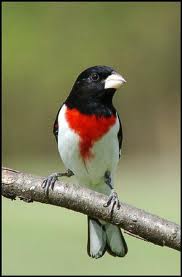 Pheucticus ludovicianus.jpeg