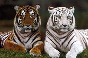 Tigre general.jpg