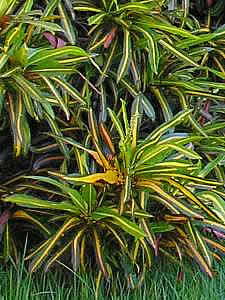 Codiaeum variegatum.jpg