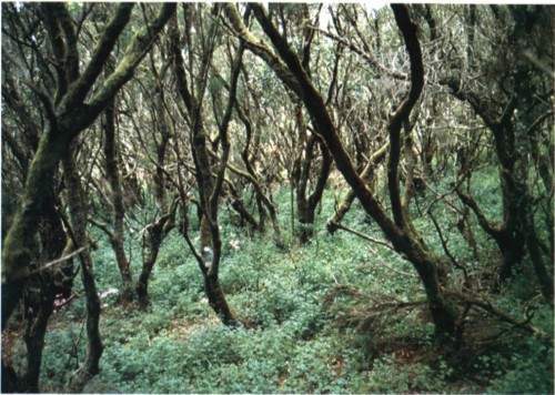 Archivo:Formación vegetal.jpg