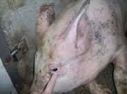 Intoxicación por cloruro de sodio en los cerdos .jpg