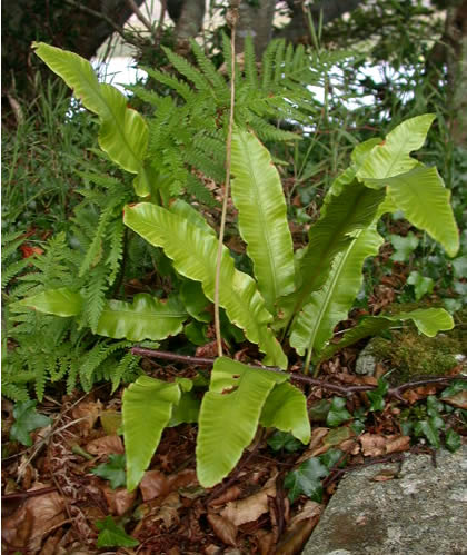 Archivo:Asplenium scolopendrium.jpg