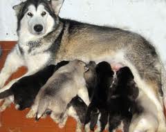 Hipocalcemia Puerperal.jpeg