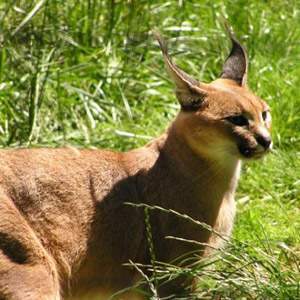 Archivo:Caracal-p.jpg