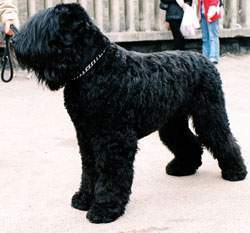 Terrier-negro-ruso.jpg
