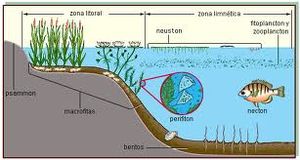 Alimento natural en las aguas.jpeg