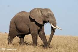 Elefante africano.jpg
