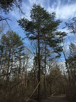 Pinus virginiana.jpg