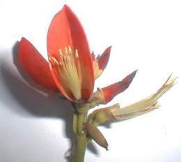 Erythrina elenae 1.jpg