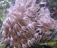 Coral pulsantee.jpg