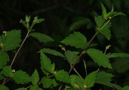 Croton macradenis 5.jpg