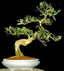 Zanthoxylum-piperitum-bonsa.jpg