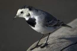 Motacilla Alba.jpg