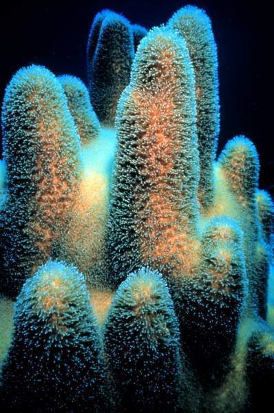 Archivo:PillarCoral.jpg