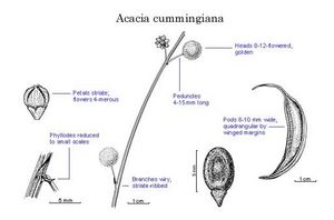 Acacia cummingiana.jpg