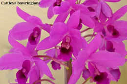Catleya bowg.jpeg