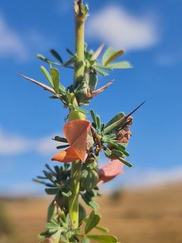Crotalaria aculeata.jpeg