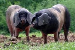 Cerdo vasco.jpg
