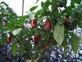 Jalapec3b1os-1.jpg
