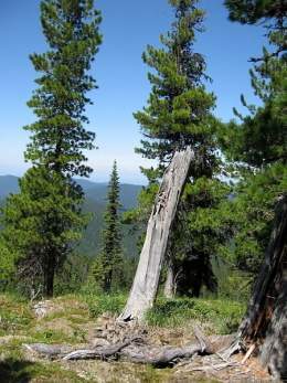 Pinus sibirica.jpg
