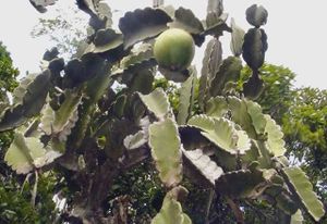 Aguacatecimarron.jpeg