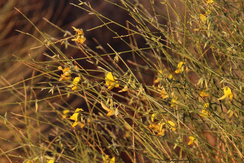 Archivo:Crotalaria virgultalis.jpeg
